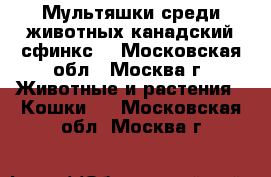 Мультяшки среди животных-канадский сфинкс. - Московская обл., Москва г. Животные и растения » Кошки   . Московская обл.,Москва г.